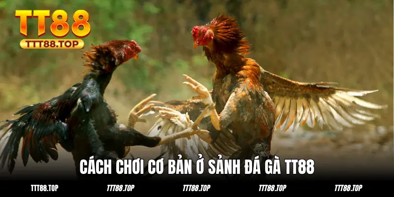 Cách chơi cơ bản ở sảnh đá gà TT88