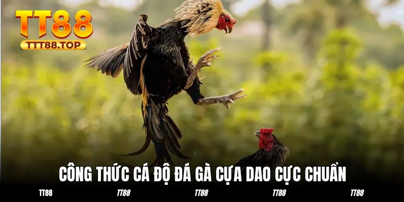 Công thức cược chiến kê cựa dao cực chuẩn