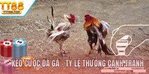 Kèo Cược Đá Gà TT88 - Tỷ Lệ Ăn Thưởng Cạnh Tranh