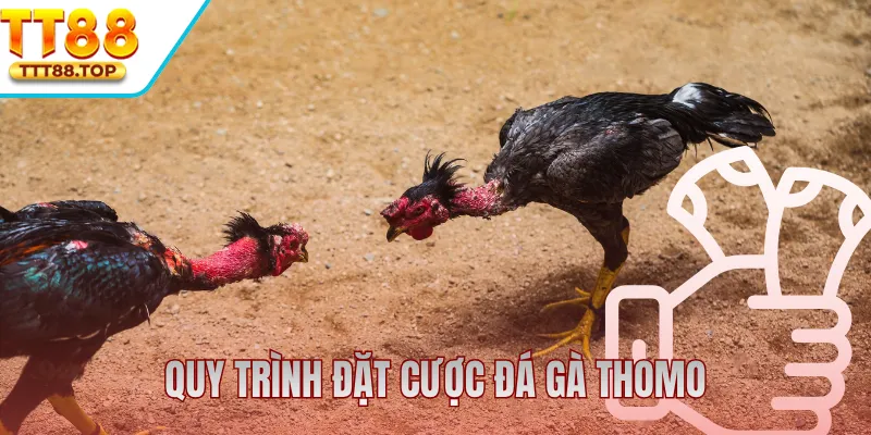 Quy trình đặt cược trực tiếp đá gà Thomo