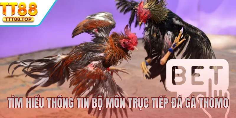 Tìm hiểu thông tin bộ môn trực tiếp đá gà Thomo