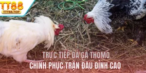 Trực Tiếp Đá Gà Thomo - Chinh Phục Trận Đấu Đỉnh Cao