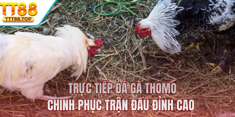 Trực Tiếp Đá Gà Thomo - Chinh Phục Trận Đấu Đỉnh Cao